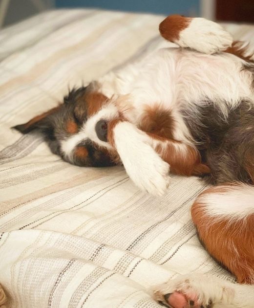 almost overnight pet sitting Visits in Bryan-College Station