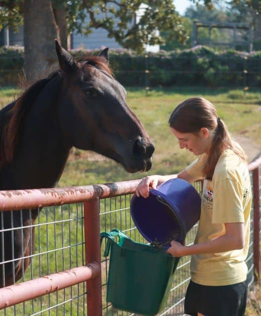pet sittter feeding a horse in Bryan-College Station